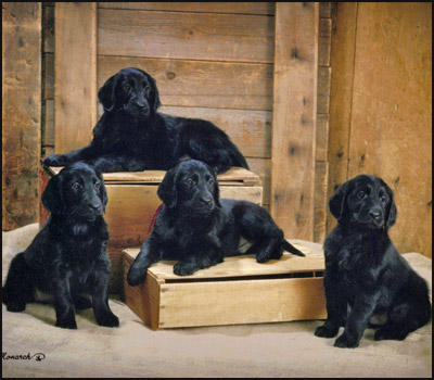 flat coated retriever puppies for sale